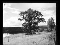 325. Krøderen - no-nb digifoto 20150225 00130 NB MIT FNR 10906.jpg