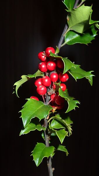 Kristtorn P9262771.JPG