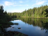 Krokvannsløken (be-2008-07-18-IMG 2420).JPG
