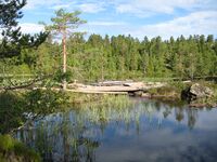 Krokvannsløken dam (be-2008-07-18-IMG 2430).JPG