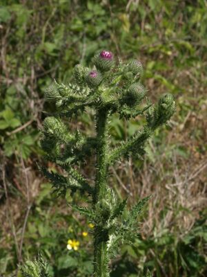 Krusetistel x Nikketistel Carduus crispus x C. nutans BH.JPG