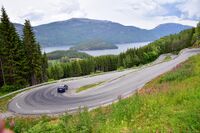 Kviteseidkleivane. Foto: Roy Olsen (2025).