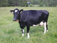 Ku, 2008. Foto: Anne Brit Flatin Borgen