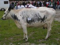 STN på Dyrskun 2009. Foto: Anne Brit Flatin Borgen (2009).