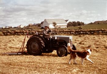Roald B. Østbø på traktoren med hunden Varg. Låven til Ingvar Jakobsen Østbø i bakgrunnen.