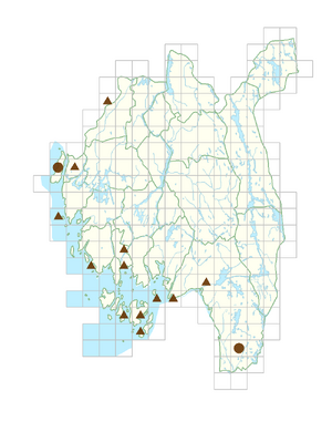 Laburnum anagyroides.png