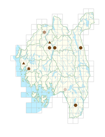 Lamiastrum galeobdolon subsp. galeobdolon.png