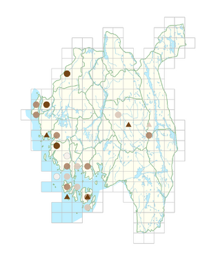 Lamium amplexicaule var. amplexicaule.png