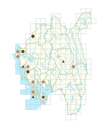 Lamium amplexicaule var. amplexicaule.png