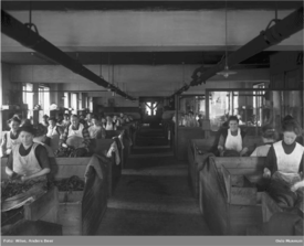 Fra sigarproduksjonen hos Conrad Langaards tobakksfabrikk i Pilestredet 56 i Oslo. Foto: Anders Beer Wilse/Oslo Museum (ca. 1910).
