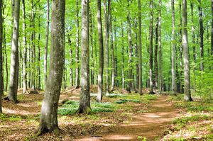 Larvik, Bøkeskogen-1.jpg