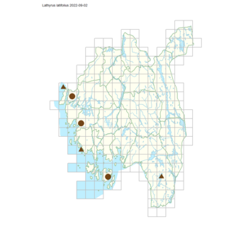 Lathyrus latifolius.png
