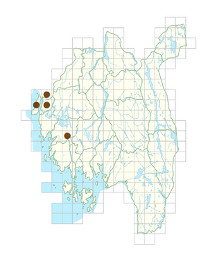 Lathyrus tuberosus.png