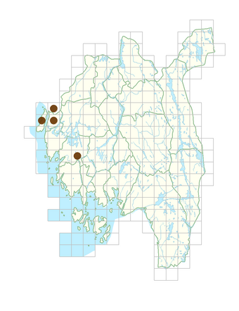 Lathyrus tuberosus.png