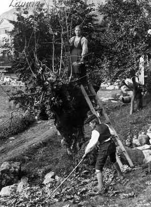 Lauving-odda-1885-1890.jpg