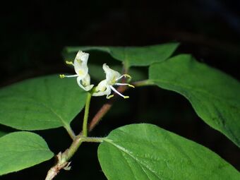 Leddved Lonicera xylosteum BH.JPG