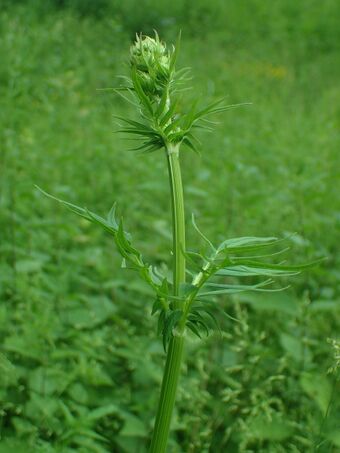 Legevendelrot Valeriana officinalis BH.JPG