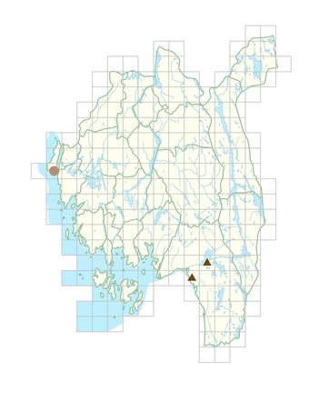 Leontodon hispidus.png