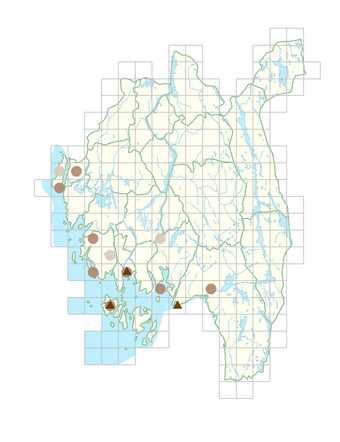 Lepidium densiflorum.png