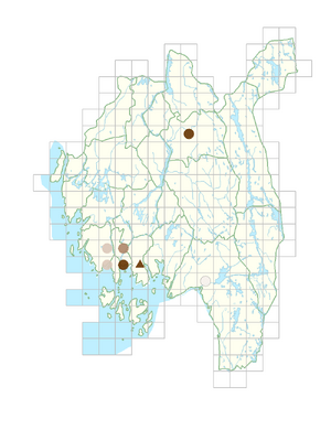 Lepidium didymum.png