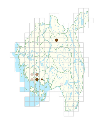 Lepidium didymum.png