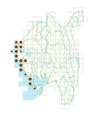 Lepidium latifolium.png