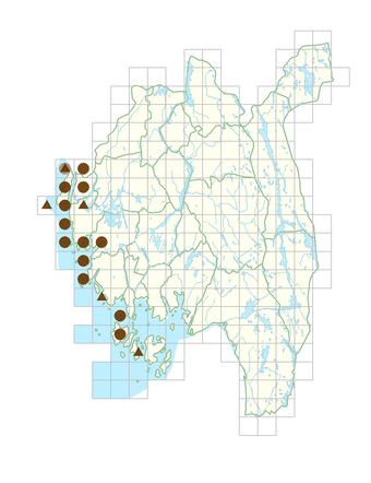 Lepidium latifolium.png