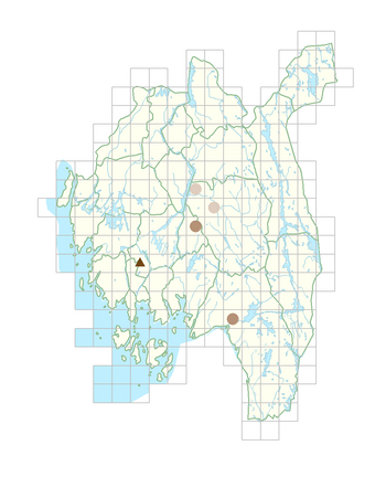 Lepidium neglectum.png