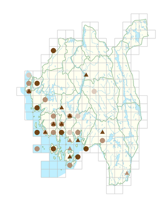 Lepidium ruderale.png