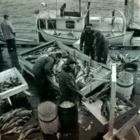 Hai leverte fangsten til Aarsæter A/S sitt anlegg i Henningsvær. Dagen er ikkje slutt fordi ein er komen i hamn.