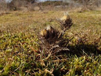 Liten stjernetistel Carlina vulgaris BH.JPG