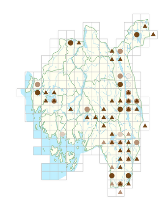 Littorella uniflora.png