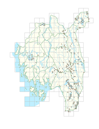 Lobelia dortmanna 1.png