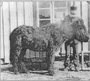 Lofothest (Joh Rasch).jpg