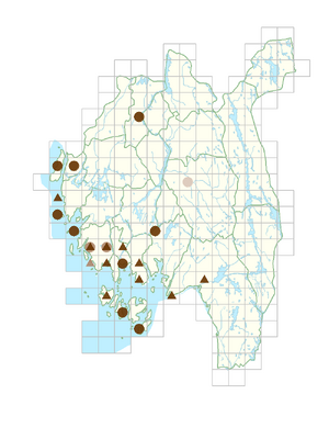 Lolium arundinaceum.png