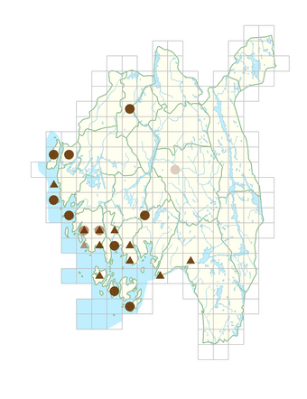 Lolium arundinaceum.png