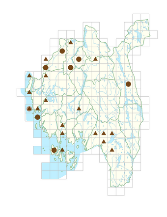 Lonicera caprifolium.png