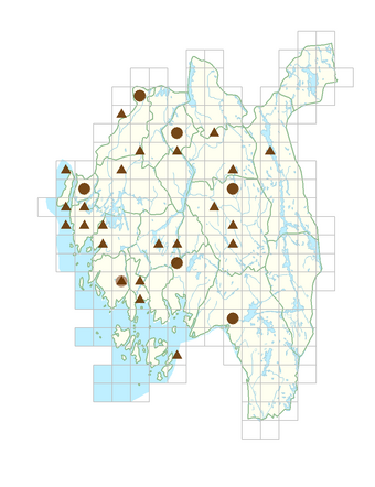 Lonicera tatarica.png