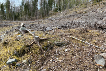 Lw Åsen under Søndre Haug (Nakkerud) 2024.png