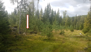 Lw Trinterud under Berggården (Nakkerud) 2019.png