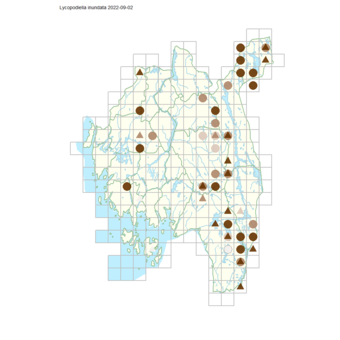 Lycopodiella inundata.png