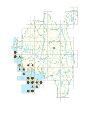 Lysimachia arvensis.png