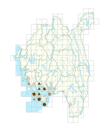 Lysimachia minima.png