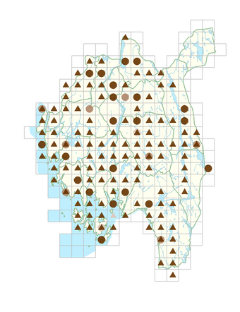 Lysimachia nummularia.png