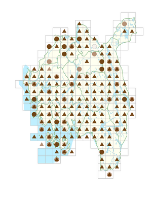 Lythrum salicaria.png