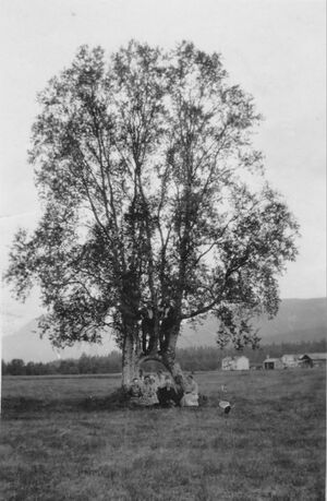 Målselvbjørka.jpg