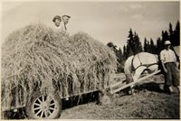 Høyonn på Mathisrud eller Mathisrud Midtre. Ludvik Mathiserud på høylasset. Foto: ukjent
