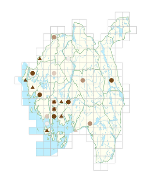 Matricaria chamomilla.png