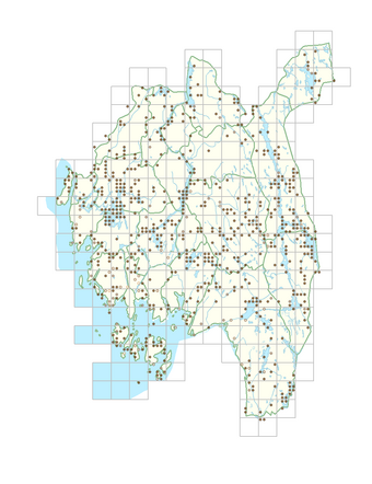 Mentha arvensis 1.png