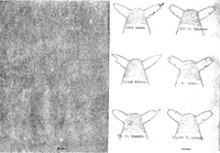 Saumerke for Ersvik og Sørhalsnes i Saumerkebok for Tustna.